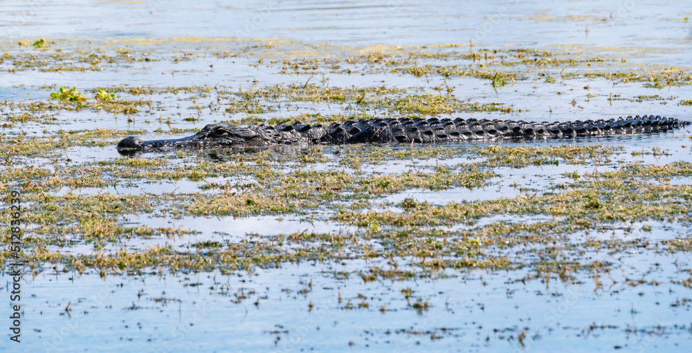 American Alligator swimming in a waterway at Orlando Wetland Park in Cape Canaveral Florida