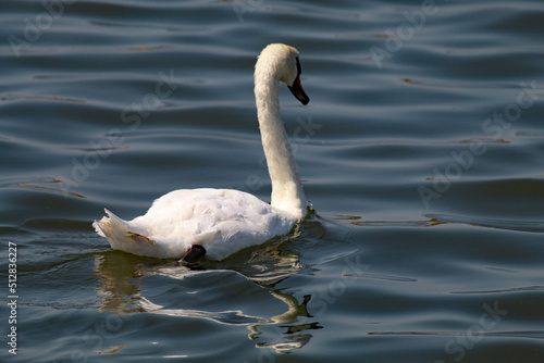 A beautiful landscape shot of a white swan on a lake at Crosby Marina, near Crosby beach. This photo was taken on a very hot and sunny day.