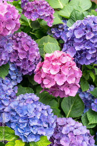 鮮やかに咲き誇る紫陽花 © UNI