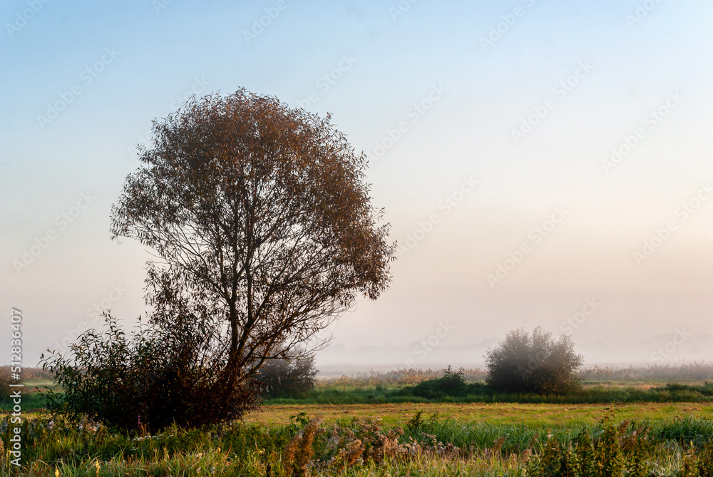 Fototapeta premium Poranek w Narwiańskim Parku Narodowym, Podlasie, Polska