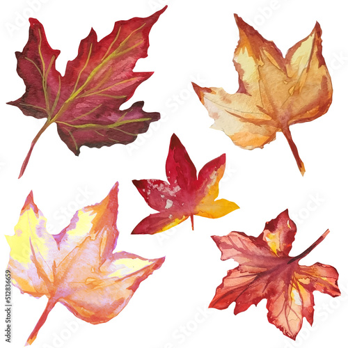 dead maple leaves, autumn dried leaves, herbarium illustration