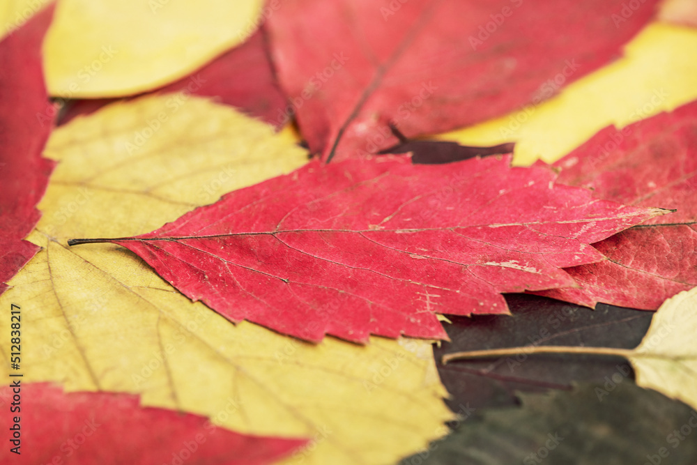Autumn is the time of year. Close-up photo of yellow red and brown tree leaves.
