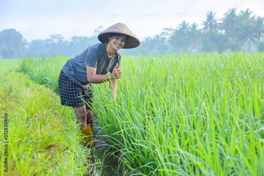 Attractive cheerful young Asian farmer bend down and smiling showing thumb up at the rice field. Modern agriculture concept. Attractive cheerful young Asian farmer bend down and smiling showing thumb up at the rice field. Modern agriculture concept.