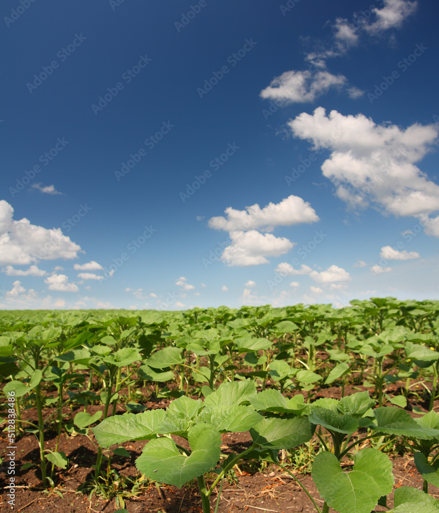field with beginnings sunflowers field with beginnings sunflowers