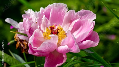 Wittmann's peony, is a perennial peony native to the southern Transcaucasian region