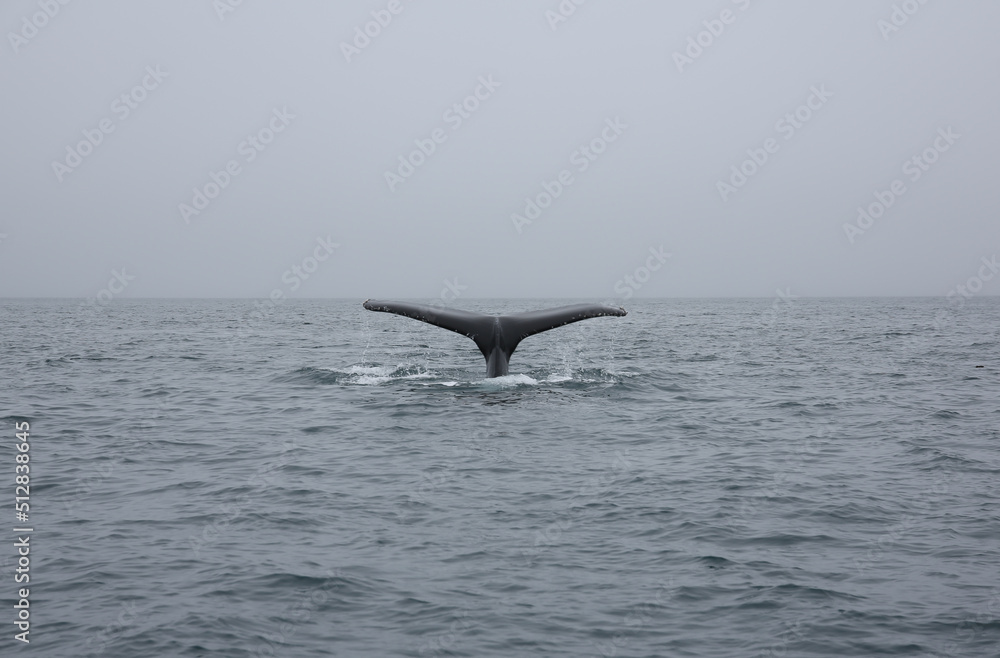 Fototapeta premium humpback tail