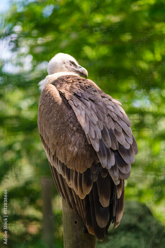 A vulture sitting on a tree 