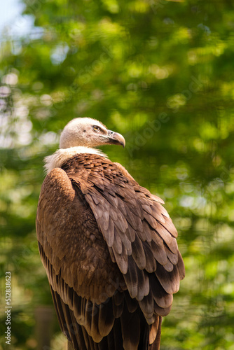 A single Volture sitting on a tree