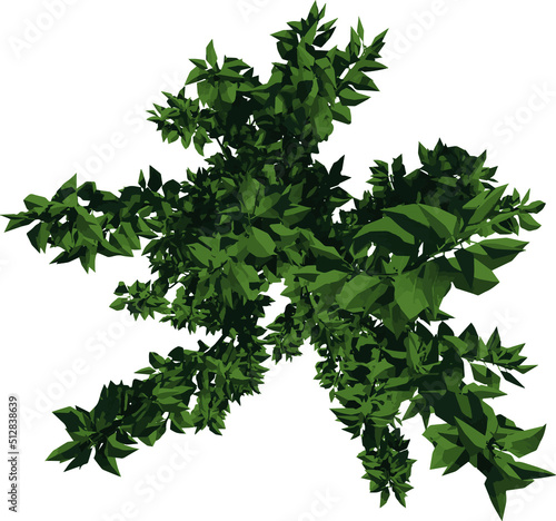 Top view of Tree ( Prunus cerasifera 1) Plant illustration vector 