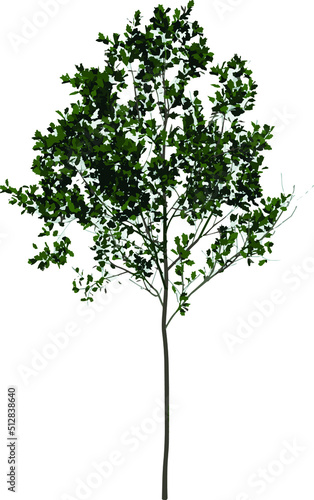 Front view plant   Young Red Oak tree 1   illustration vector 