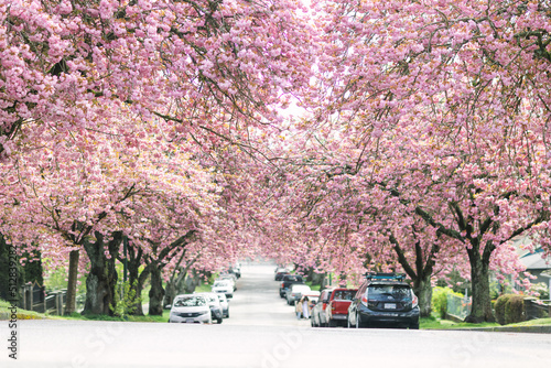 cherry blossom, kenza cherry blossom, photo