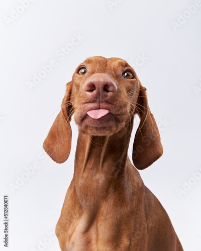 funny dog shows tongue. Hungarian vizsla on a white background photo