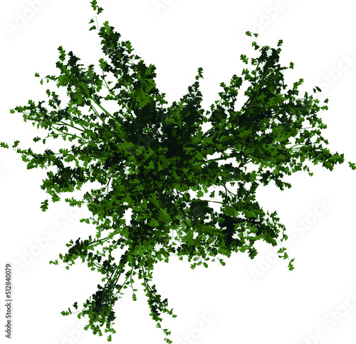 Top view of Plant (Betula papyrifera White Birch 1) Tree illustration vector	