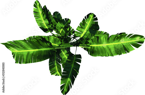 Top view of Plant (giant white bird of paradise Strelitzia nicolai 1) Tree illustration vector	