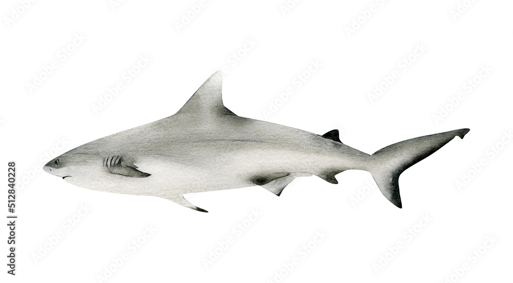 Fototapeta premium Hand-drawn watercolor grey reef shark illustration isolated on white background. Underwater ocean creature. Marine animals collection
