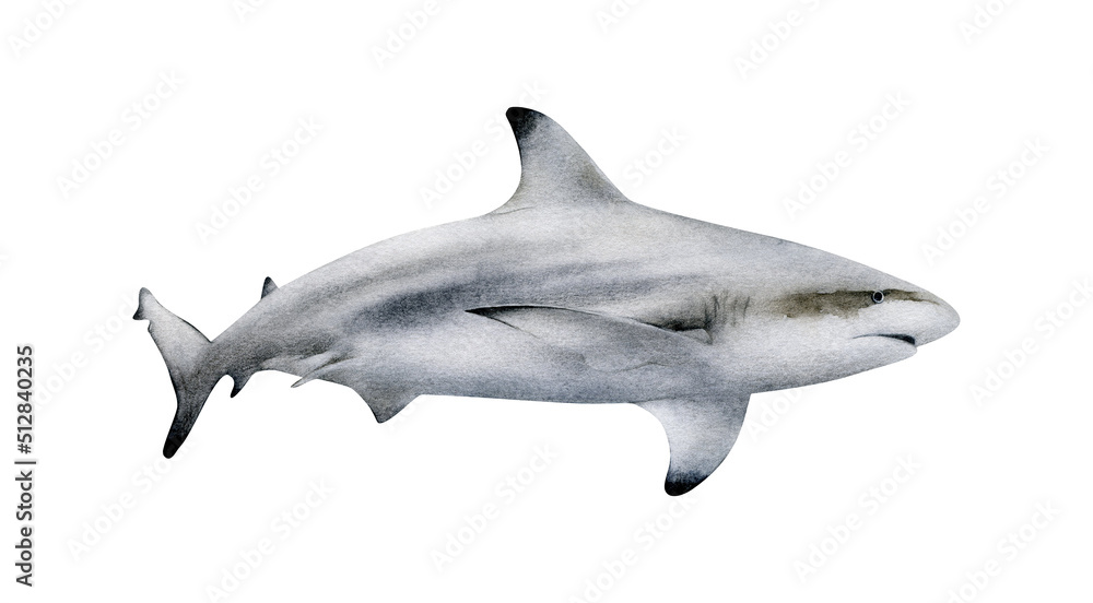 Hand-drawn watercolor blacktip reef shark illustration isolated on ...