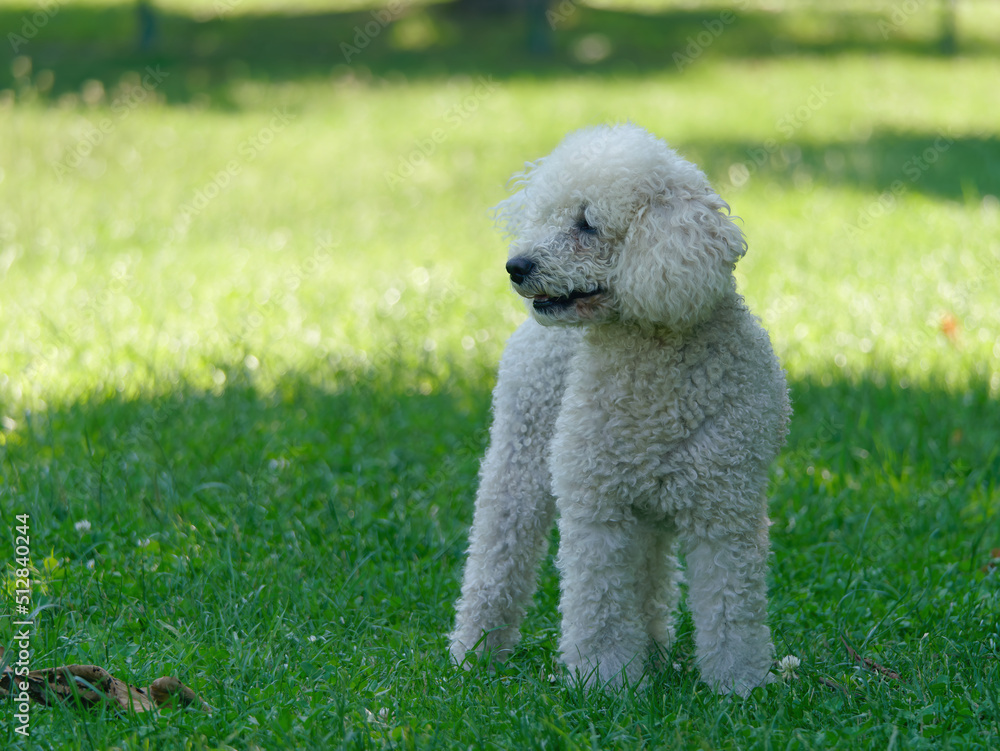 Close-up photo of an adorable white Poodle Dog standing in the park	