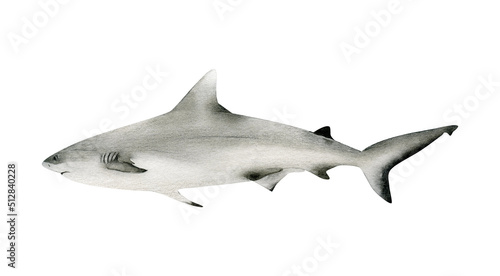 Hand-drawn watercolor grey reef shark illustration isolated on white background. Underwater ocean creature. Marine animals collection