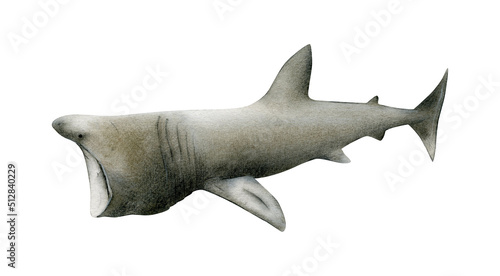 Hand-drawn watercolor basking shark illustration isolated on white background. Underwater ocean creature. Marine animals collection