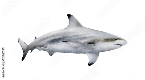 Hand-drawn watercolor blacktip reef shark illustration isolated on white background. Underwater ocean creature. Marine animals collection photo