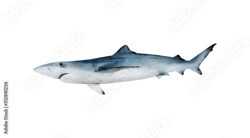 Hand-drawn watercolor blue shark illustration isolated on white background. Underwater ocean creature. Marine animals collection