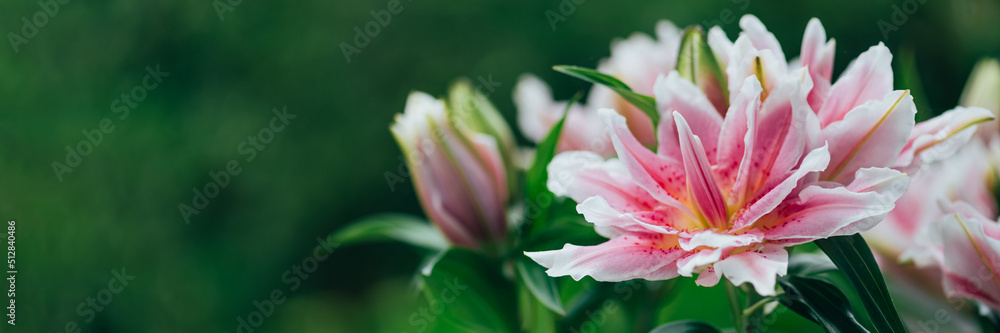 Scented pollen-free double lilies in garden with green background Scented pollen-free double lilies in garden with green background