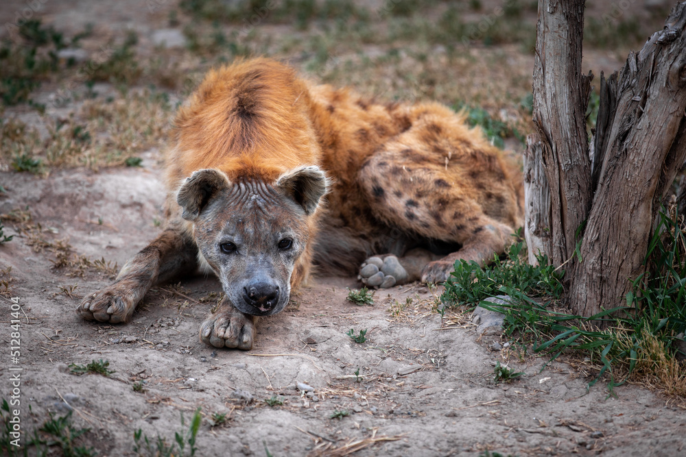 The spotted hyena (Crocuta crocuta), also known as the laughing hyena. The spotted hyena (Crocuta crocuta), also known as the laughing hyena.