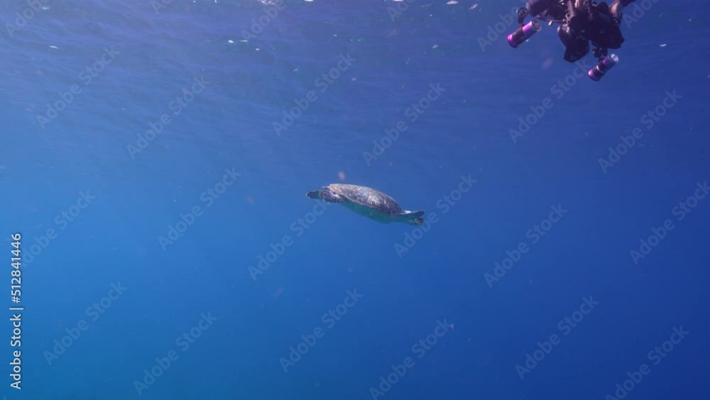 Seascape with Hawksbill Sea Turtle in the coral reef of the Caribbean Sea, Curacao Seascape with Hawksbill Sea Turtle in the coral reef of the Caribbean Sea, Curacao