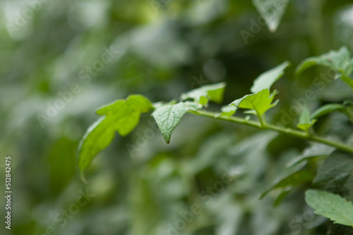 Tomates verdes em pencas durante um dia chuvoso em lavoura altamente produtiva