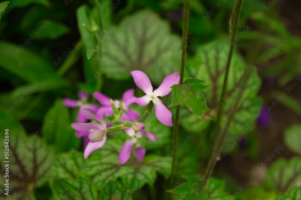Night flowers purple Matthiola longipetala background