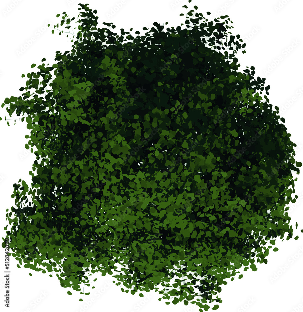 Top view of Tree (Young Silver Linden 3) Plant illustration vector Top view of Tree (Young Silver Linden 3) Plant illustration vector