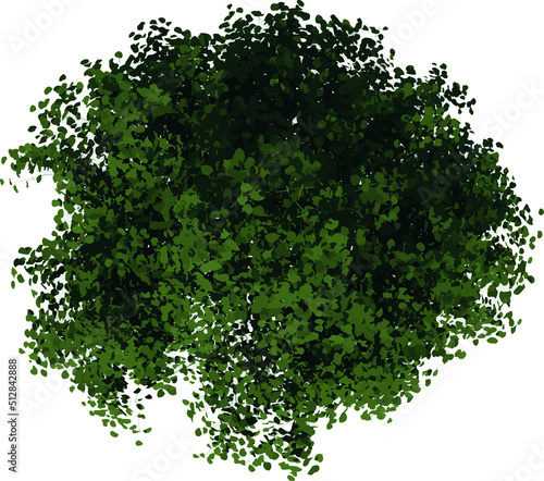 Top view of Tree (Young Silver Linden 2) Plant illustration vector	