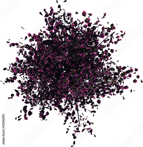 Top view of Plant (Tri Color Beech) Tree illustration vector	