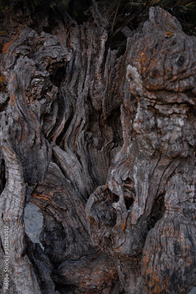 Fondo de pantalla para publicación, árbol seco.
Fondo de pantalla para publicación, árbol seco.