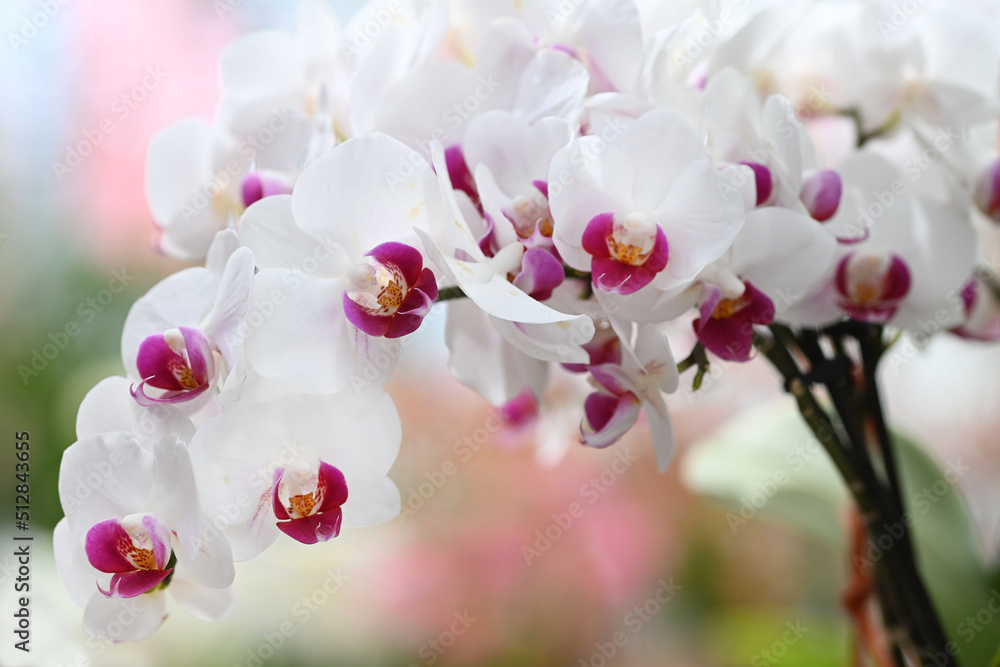 Obraz premium Beautiful flowers from the tropical japanese orchid.