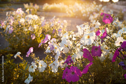 Wild blooming petunia in the rays of the setting sun. High quality photo