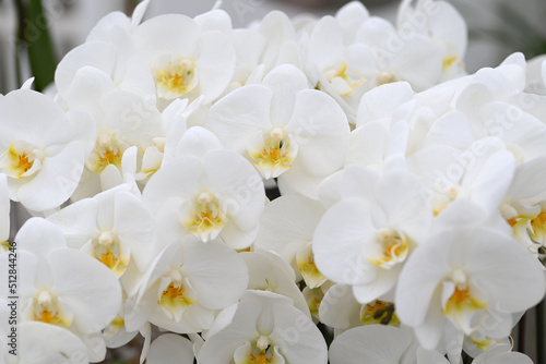 Fototapeta Naklejka Na Ścianę i Meble -  Beautiful flowers from the tropical japanese orchid.