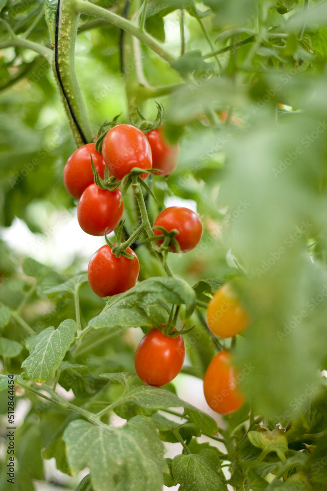 Pencas de tomate cereja amadurecendo no pé em lavoura Pencas de tomate cereja amadurecendo no pé em lavoura