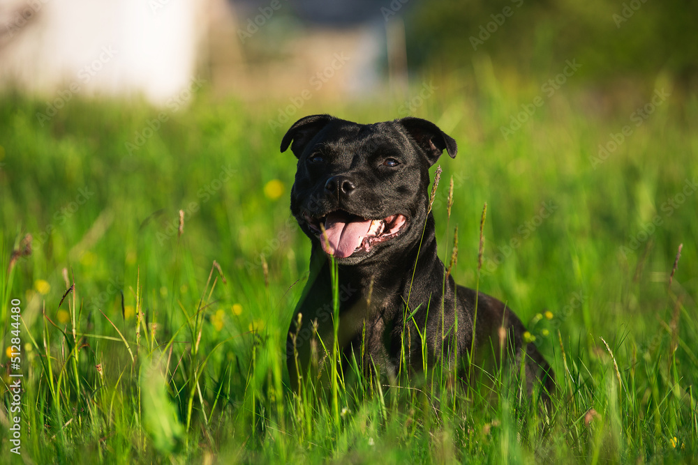 Lovely smiling black dog sits posing in the green grass. Staffordshire Bull Terrier, with a delightful smile, friendly, obedient and joyful pet. Advertising banner of pet supplies, grooming, pet food Lovely smiling black dog sits posing in the green grass. Staffordshire Bull Terrier, with a delightful smile, friendly, obedient and joyful pet. Advertising banner of pet supplies, grooming, pet food