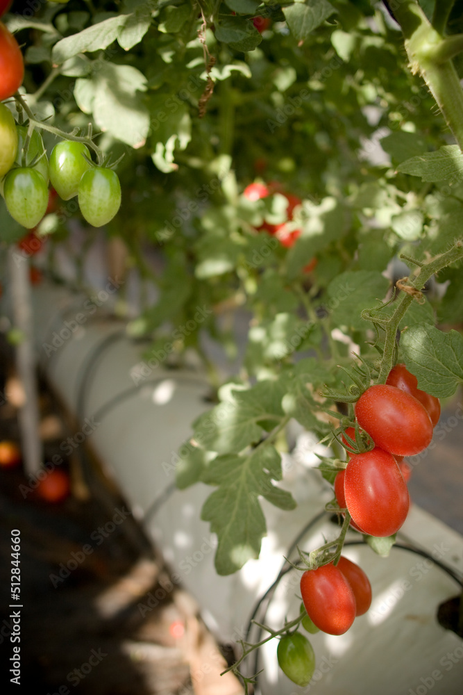 Pencas de tomate cereja amadurecendo no pé em lavoura