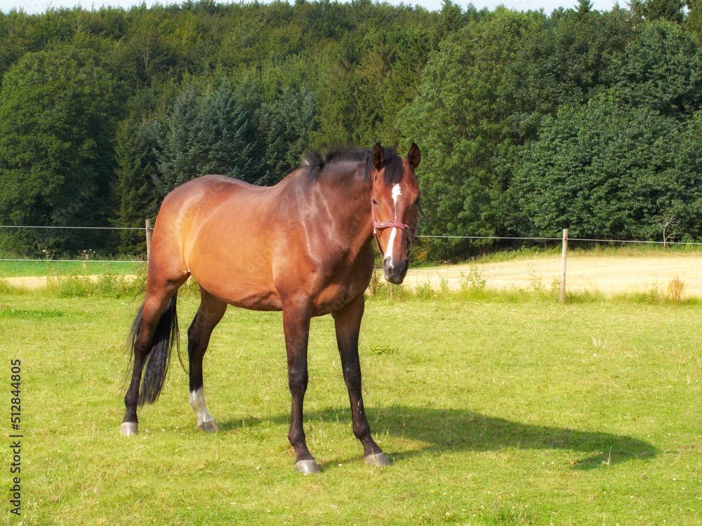 Fototapeta premium Arabian horse standing on a pasture. A brown horse with a white blaze on his head standing on green grass in summer on a bright sunny day. Beautiful portrait of one standing horse.