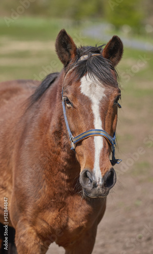 A telephoto of a beautiful horse. Close-up of the muzzle of a brown horse with a white spot in the Park in the background. Portrait of an anxious brown horse wearing lead looking at the camera.