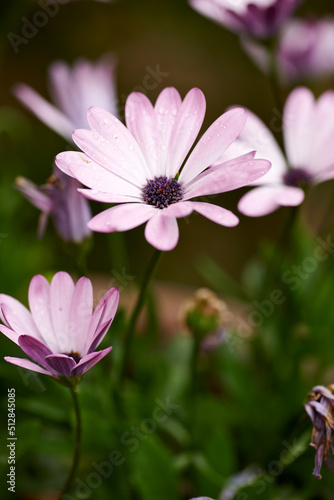 Closeup of pink daisy composite flower growing singly at end of branches in a field in summer. Many beautiful plants blooming in nature. Garden filled with pretty purple flowers. Flora in yard