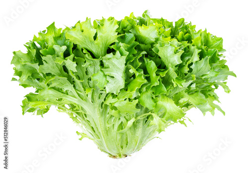 head of fresh endive lettuce cutout on white