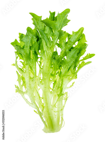 fresh twig endive lettuce cutout on white