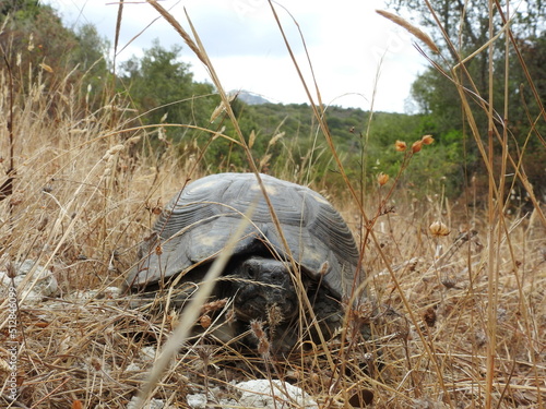 Maurische Schildkröte im Gras
