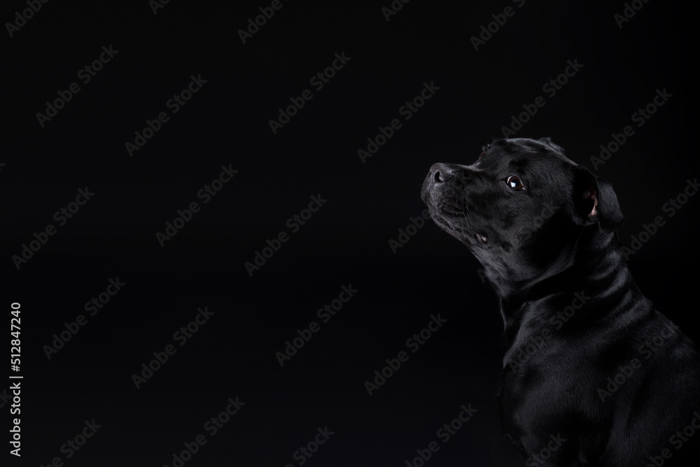 Obraz premium Lovely serious black dog sits posing against a black background and looks up the frame. Advertising banner of pet supplies, grooming, pet food.Staffordshire Bull Terrier friendly, obedient pet. 