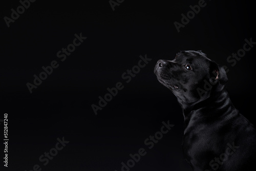 Lovely serious black dog sits posing against a black background and looks up the frame. Advertising banner of pet supplies, grooming, pet food.Staffordshire Bull Terrier friendly, obedient pet. 