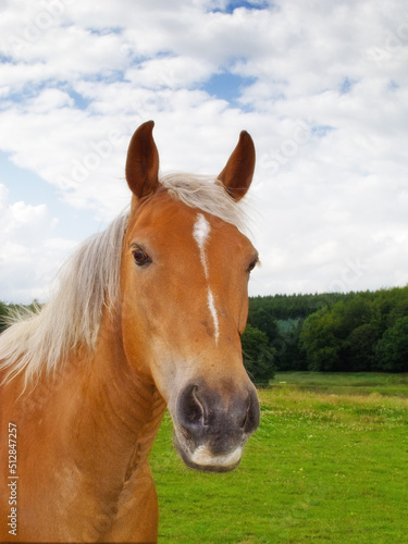 Portrait of a brown horse on a field outside. Animal in grass farm land near a forest on a cloudy day. Chestnut pony grazing on a lush spring landscape. Lovely nature scene of rural green meadow