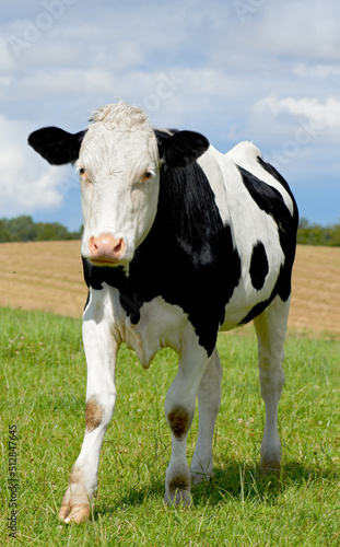 Black and white holstein cow isolated against green grass on remote farmland and agriculture estate. Raising live cattle  grass-fed dairy farming industry. Live cattle grazing on lush field or meadow